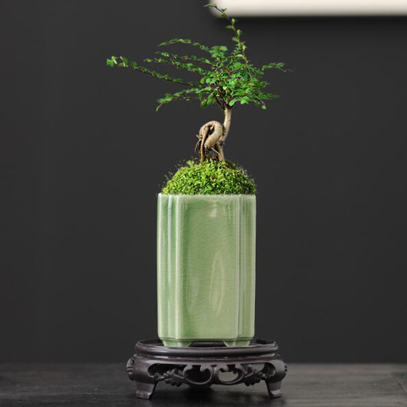 Bonsai Garden Art - Porselein Vierkant Celadon Geglazuurde Orchidee Bloempot
