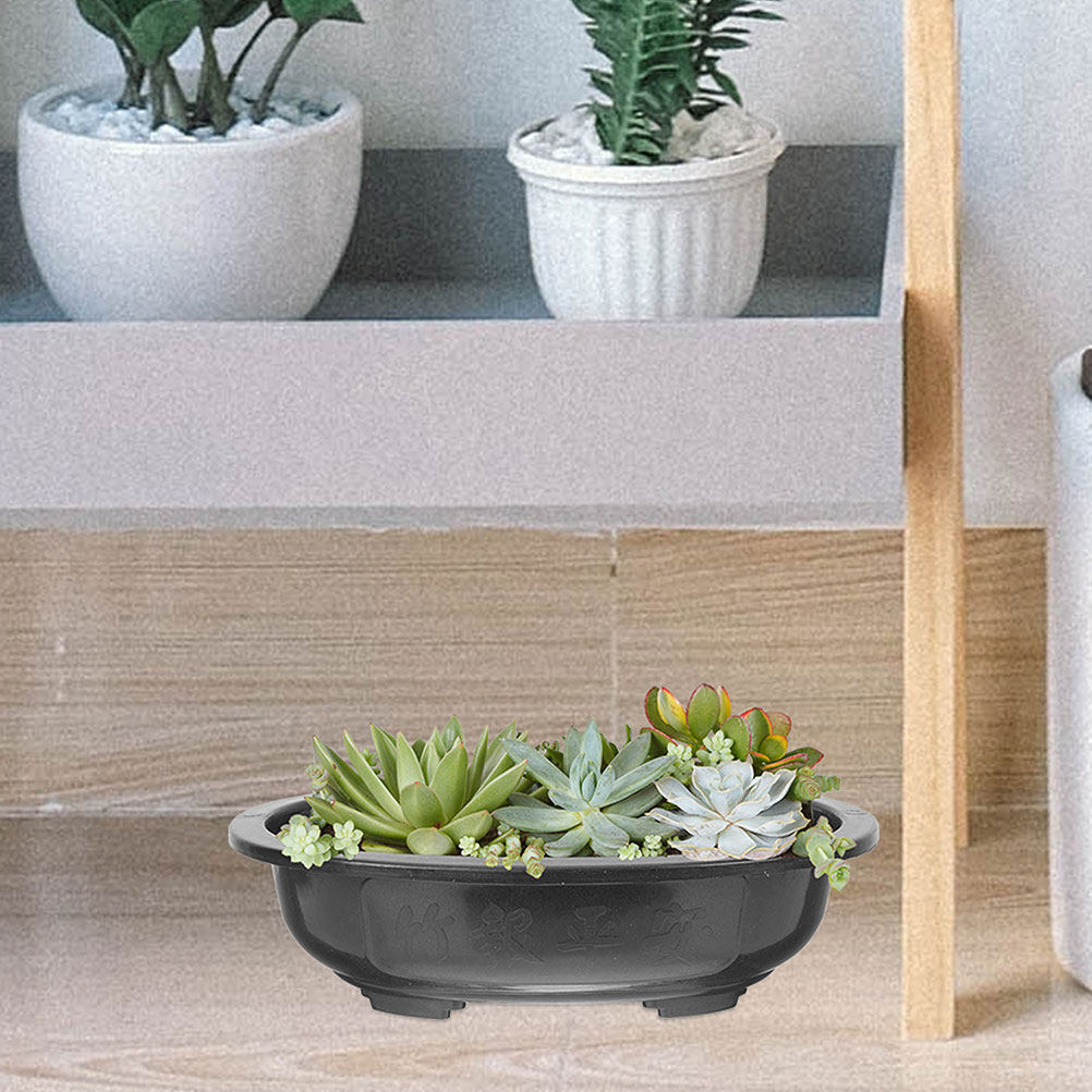 3 stuks extra grote ovale bons - Bonsai Garden Nursery recensie en prijs