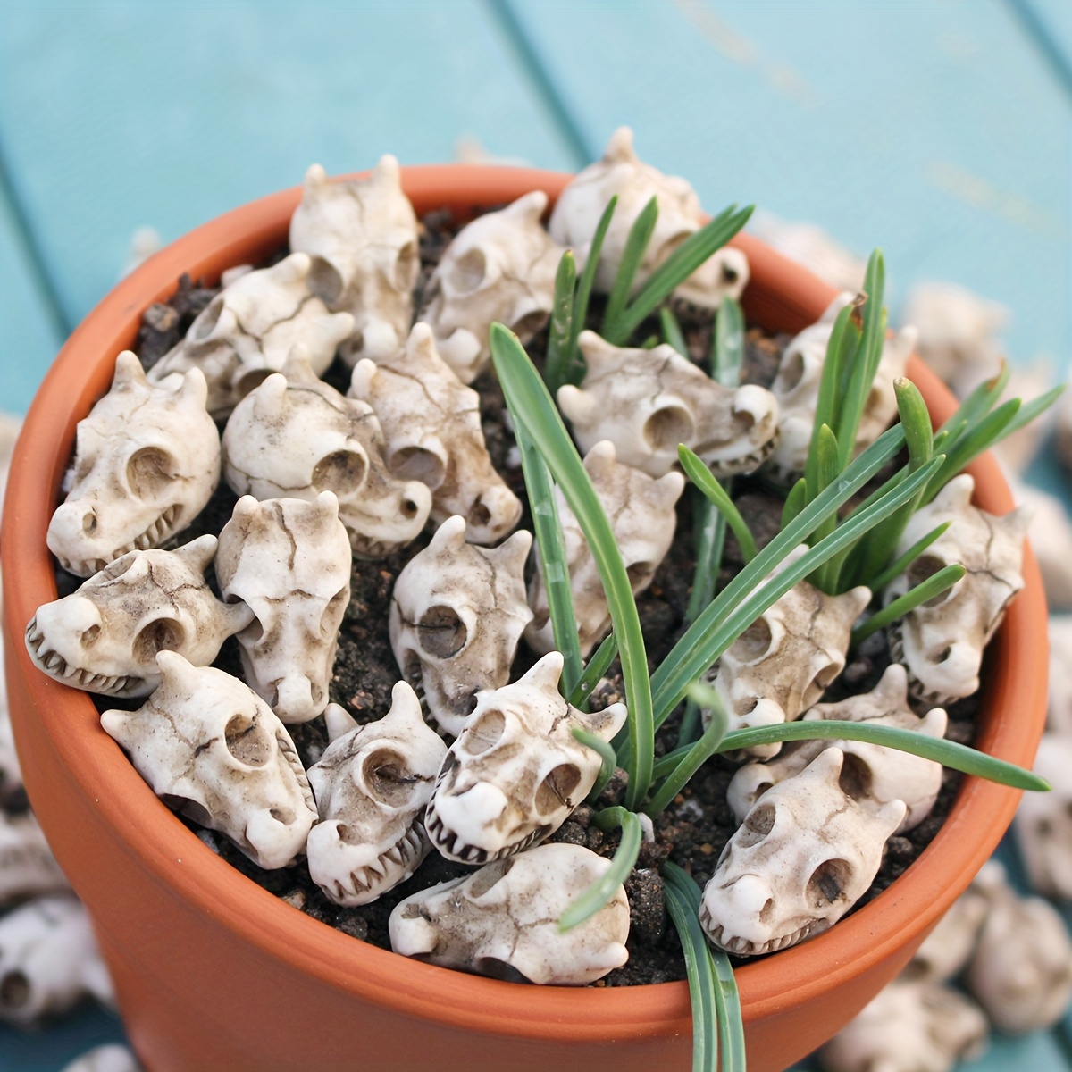 20 stuks drakenkop schedel bon - Bonsai Garden World recensie en prijs