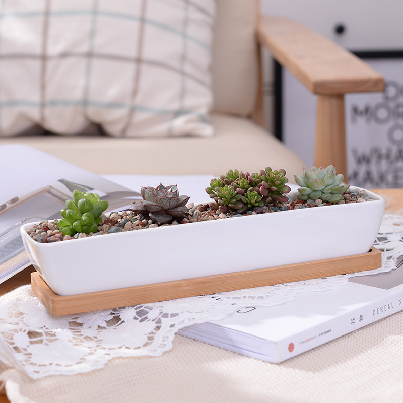Lange rechthoekige witte keram - Bonsai Tree Zen Garden recensie en prijs