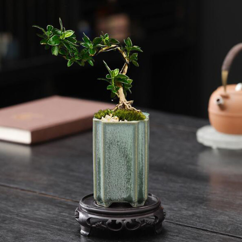 Porselein Vierkant Celadon Geg - Bonsai Garden Art recensie en prijs