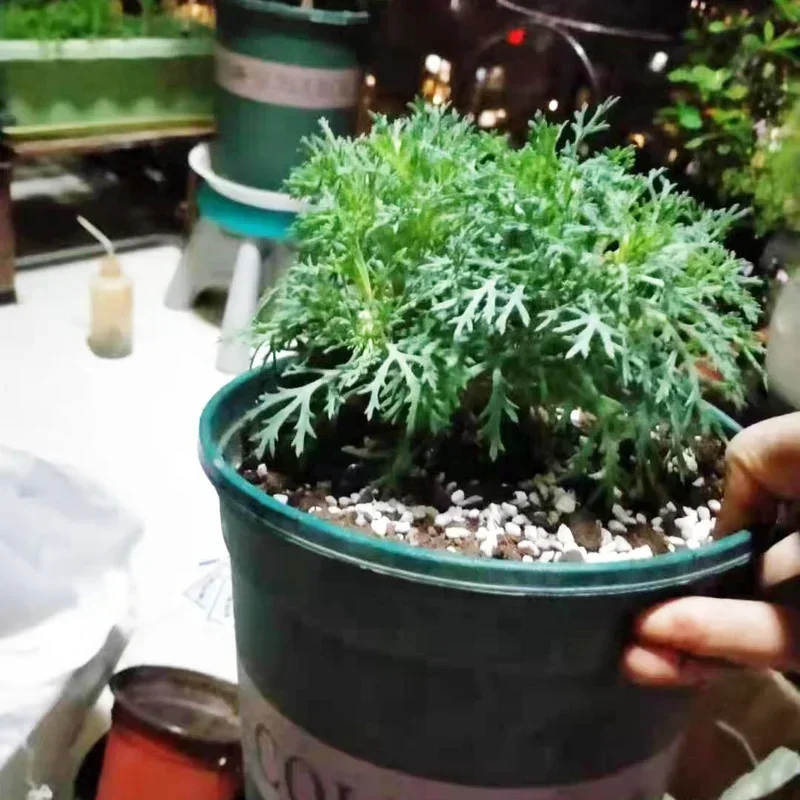 1L/2L Perliet Pellet Configure - Bonsai Garden Nursery recensie en prijs