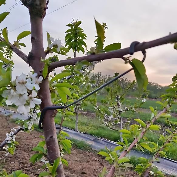 Verstelbare fruitboomtakvormer - Bonsai Garden Usa recensie en prijs