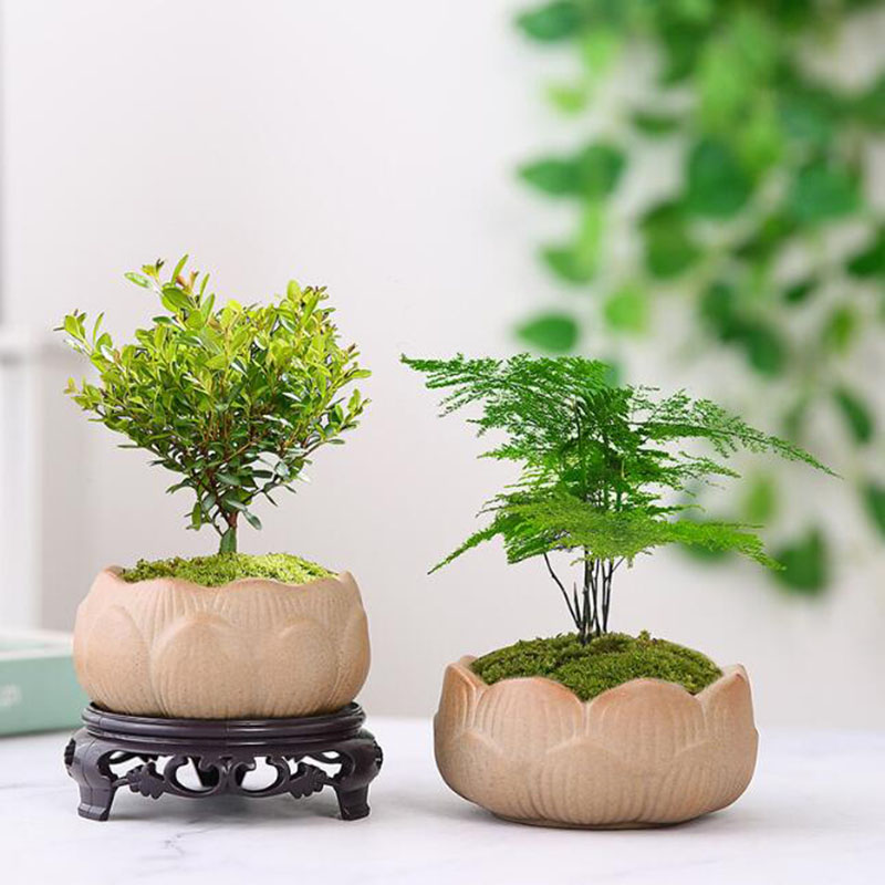 Grof Aardewerk Lotus Groene Pl - Bonsai Garden Art recensie en prijs