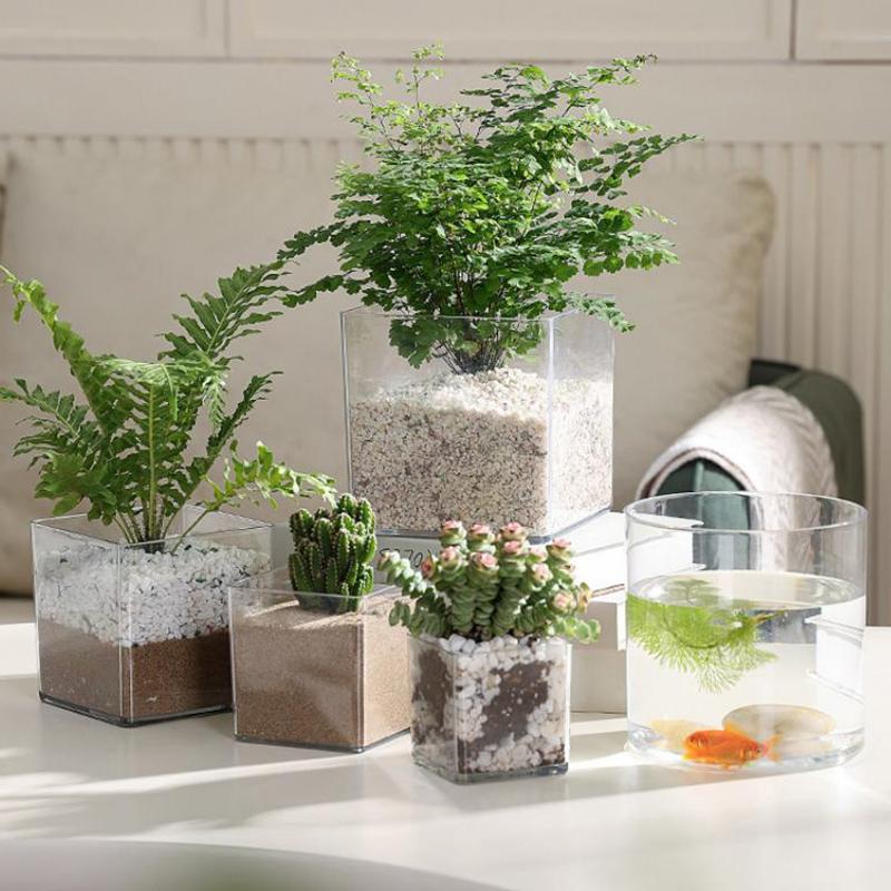 Vierkante ronde transparante a - Bonsai Garden Nursery recensie en prijs