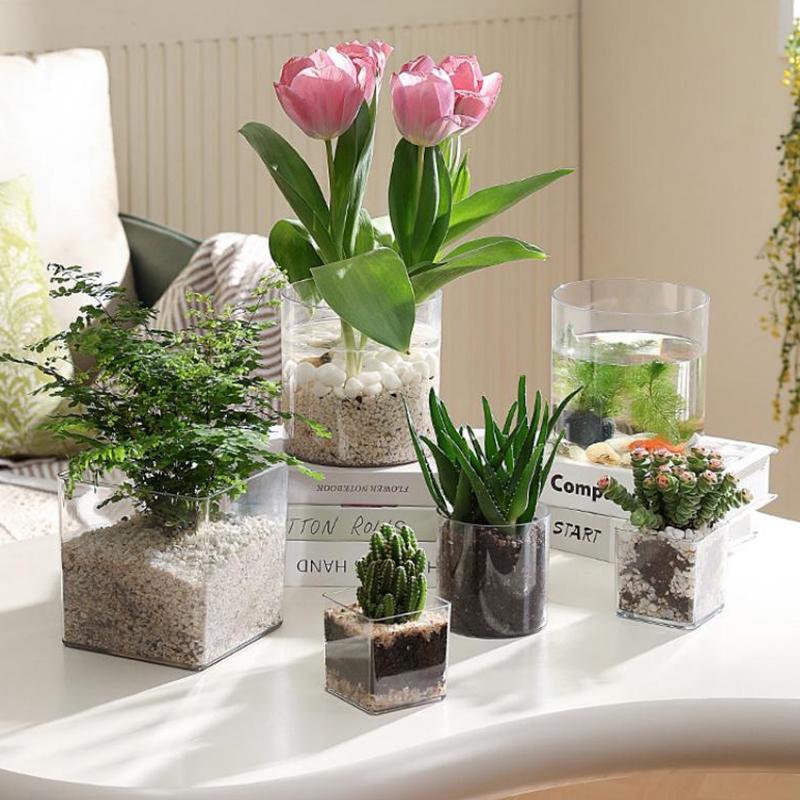 Vierkante ronde transparante a - Bonsai Garden Nursery recensie en prijs