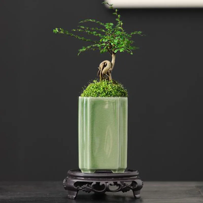 Porseleinen vierkante celadon  - Bonsai Garden Art recensie en prijs