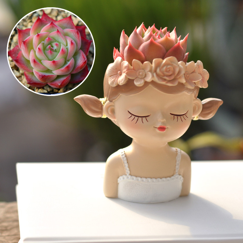 Fairy Succulent Bloempot Deskt - Bonsai Tree Zen Garden recensie en prijs
