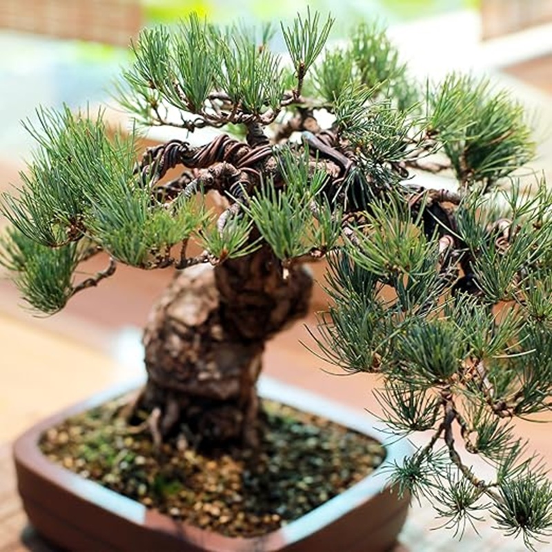 1mm Zwarte Aluminium Bonsai Dr - Bonsai Garden Art recensie en prijs