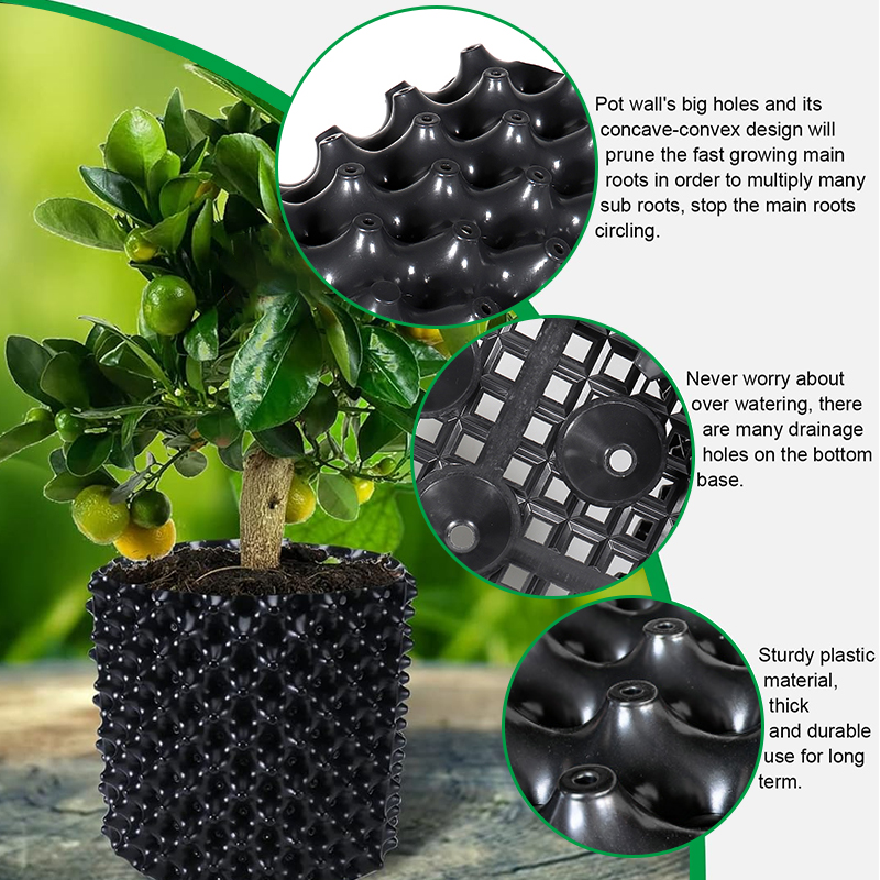 Snoeien Kwekerij Trainer Snell - Bonsai Garden Nursery recensie en prijs